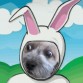 MISTY de conejo
